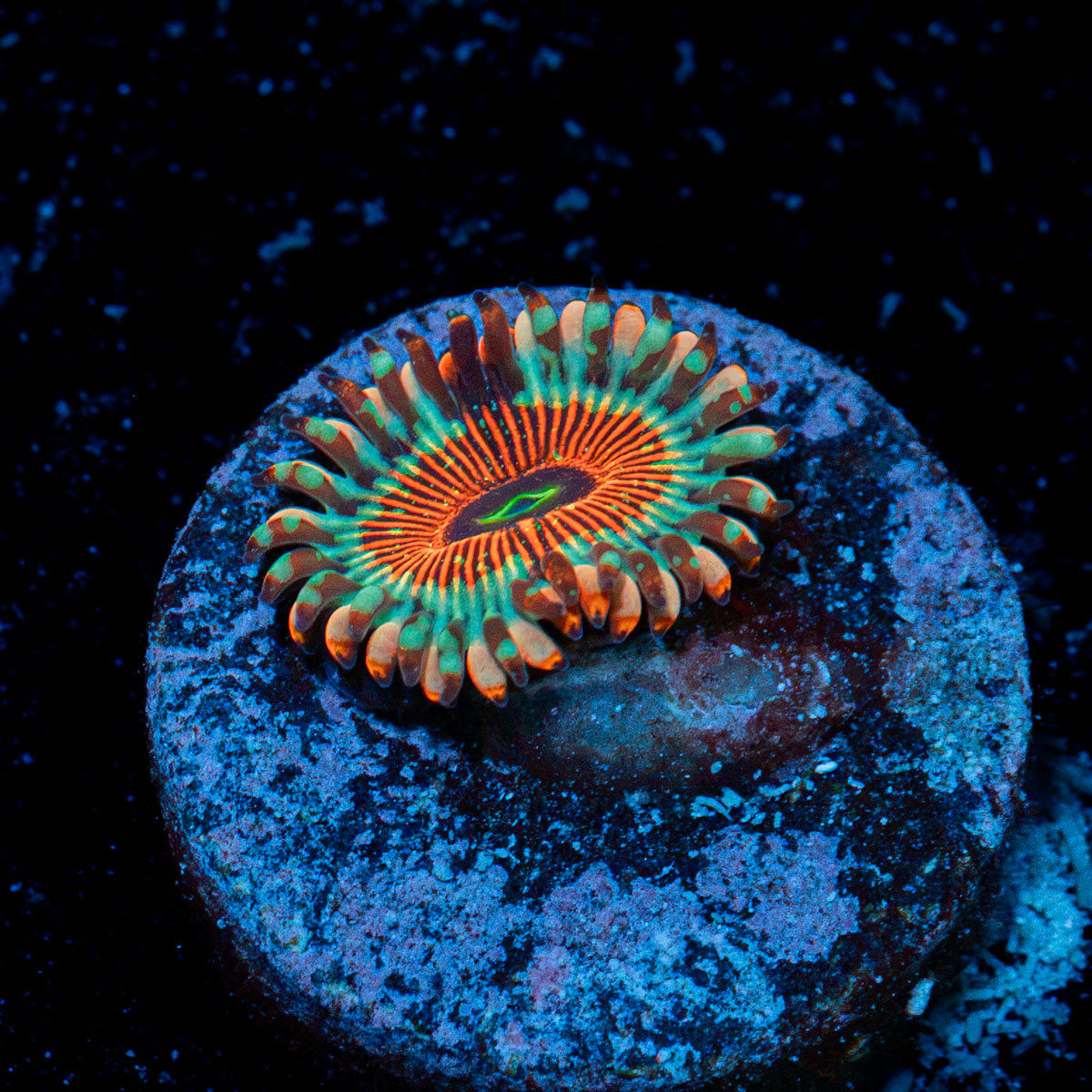 Salted Agave Zoanthid Coral colony growth in reef aquarium