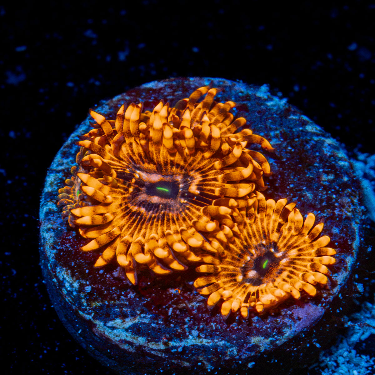 Utter Chaos Zoanthid Coral colony growth in reef aquarium