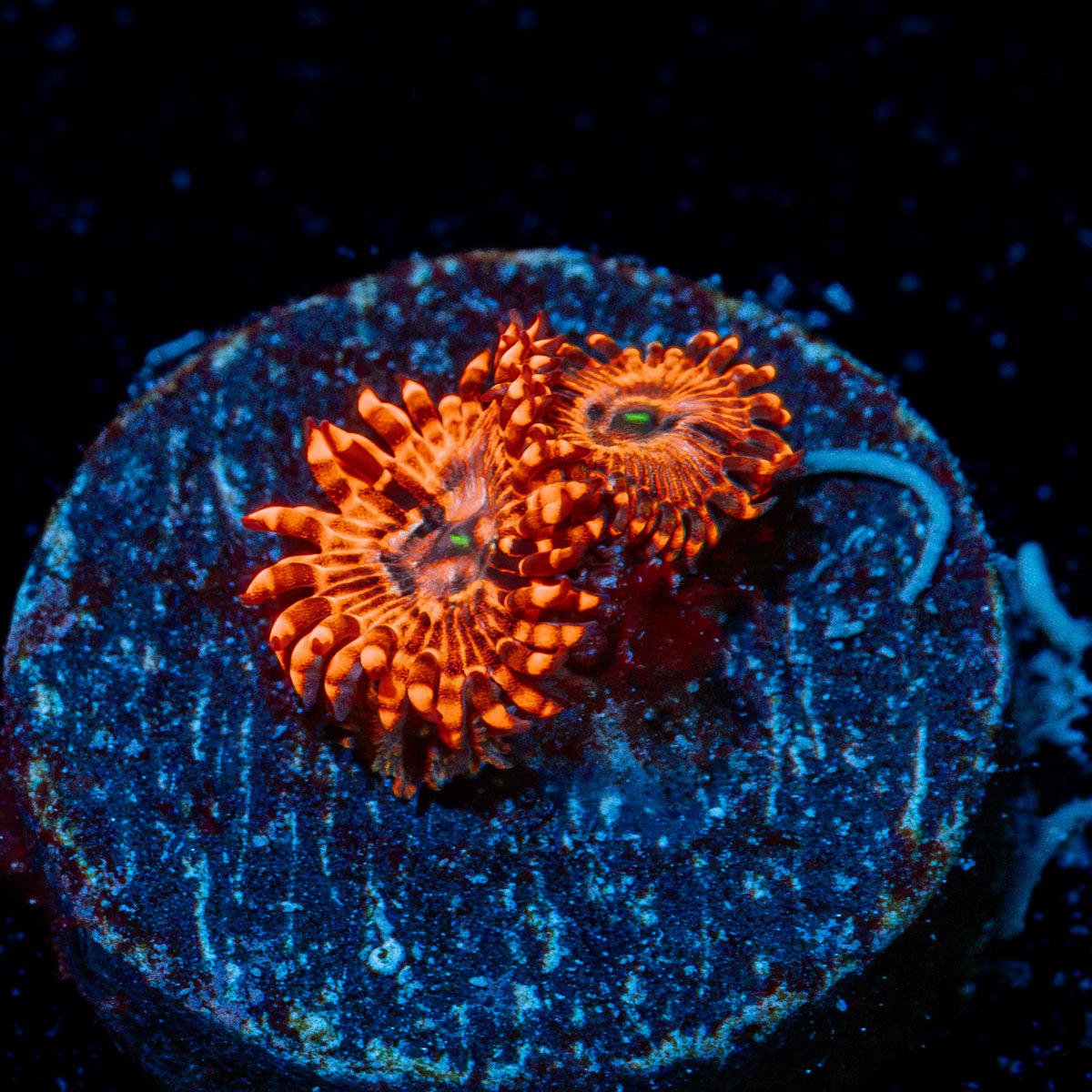 Utter Chaos Zoanthid Coral colony growth in reef aquarium