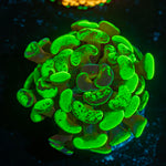 Sick & Twisted Hammer Coral with branching fleshy heads in reef aquarium