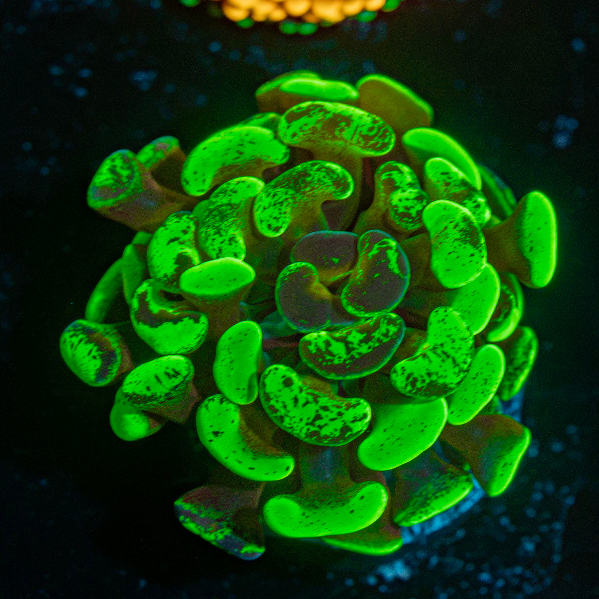 Sick & Twisted Hammer Coral with branching fleshy heads in reef aquarium