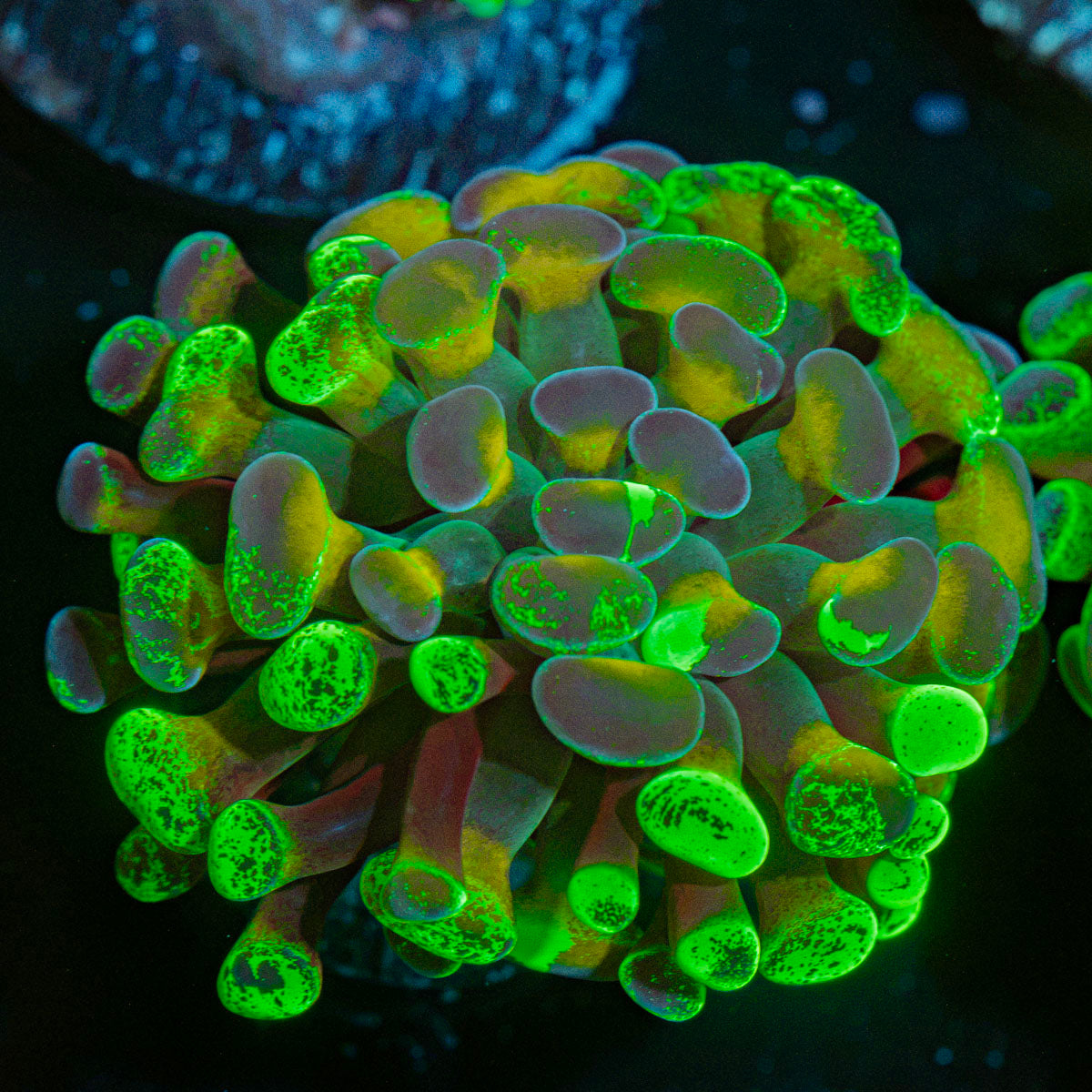 Sick & Twisted Hammer Coral with branching fleshy heads in reef aquarium