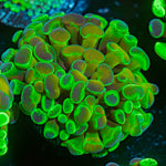 Sick & Twisted Hammer Coral with branching fleshy heads in reef aquarium