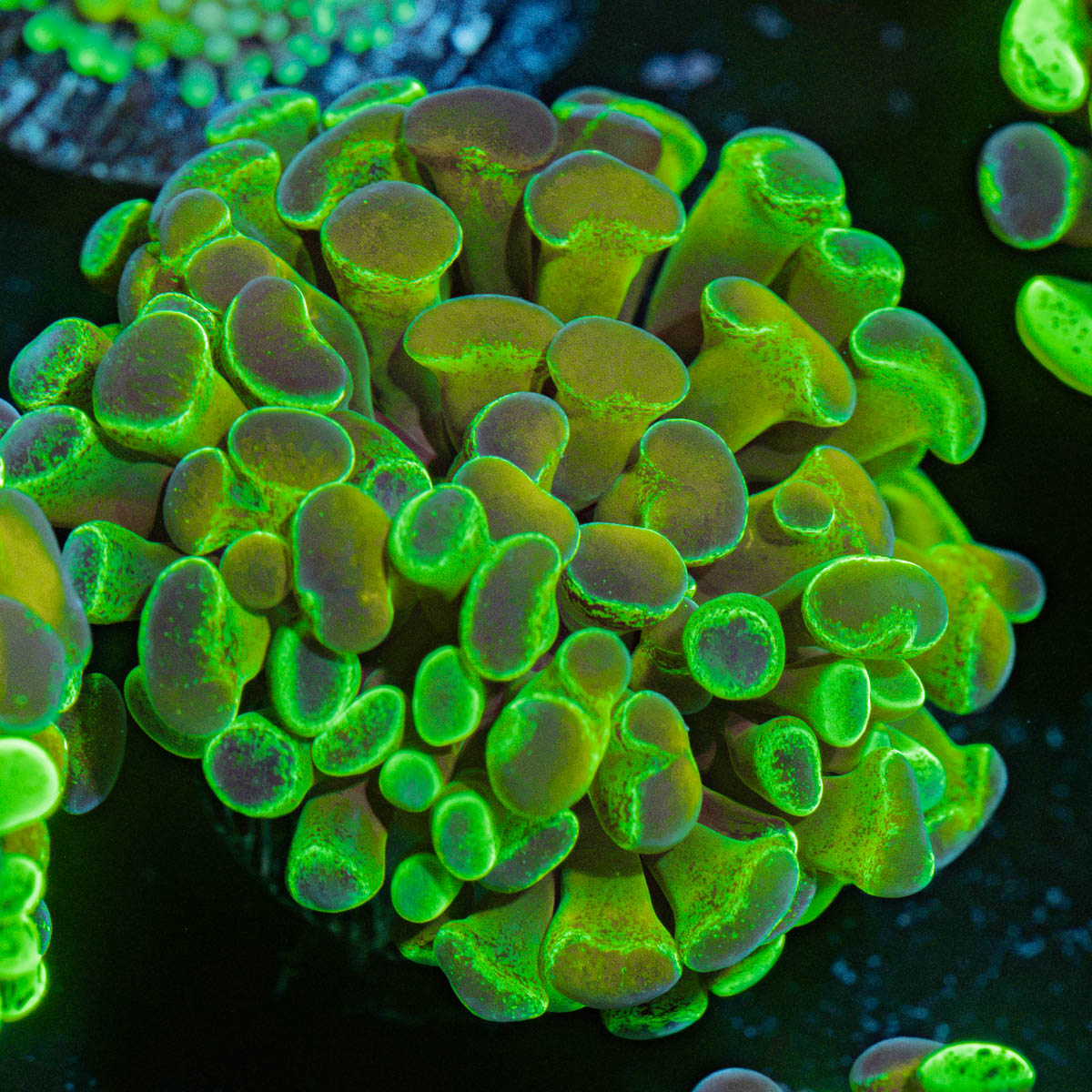 Sick & Twisted Hammer Coral with branching fleshy heads in reef aquarium