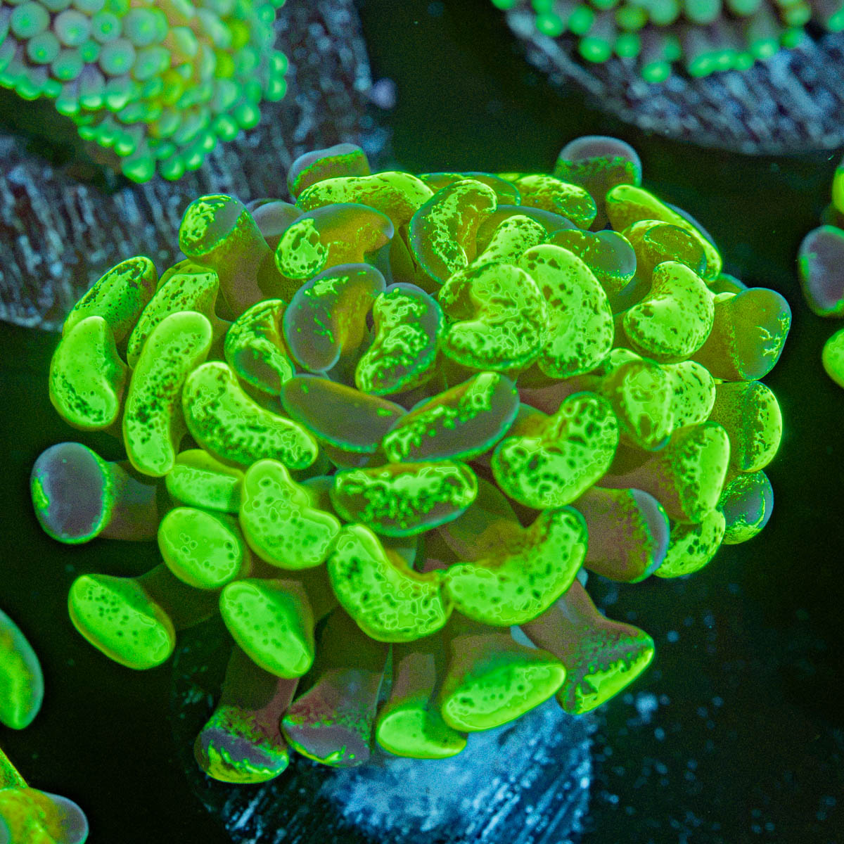 Sick & Twisted Hammer Coral with branching fleshy heads in reef aquarium