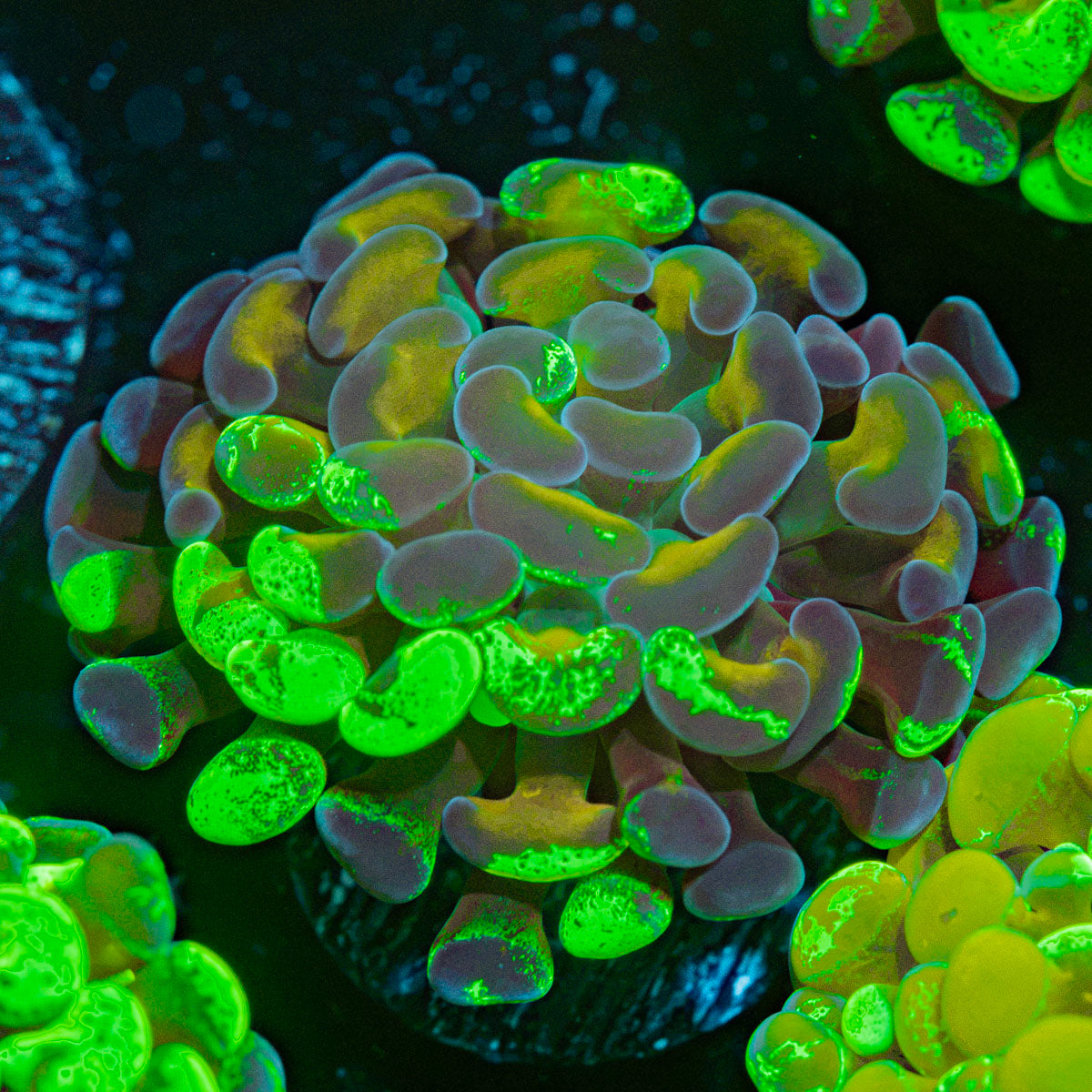 Sick & Twisted Hammer Coral with branching fleshy heads in reef aquarium