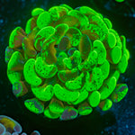 Sick & Twisted Hammer Coral with branching fleshy heads in reef aquarium