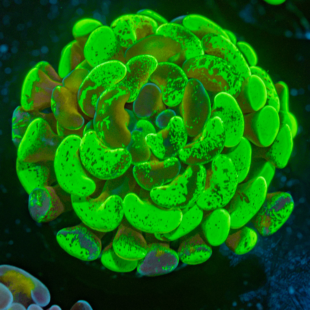 Sick & Twisted Hammer Coral with branching fleshy heads in reef aquarium