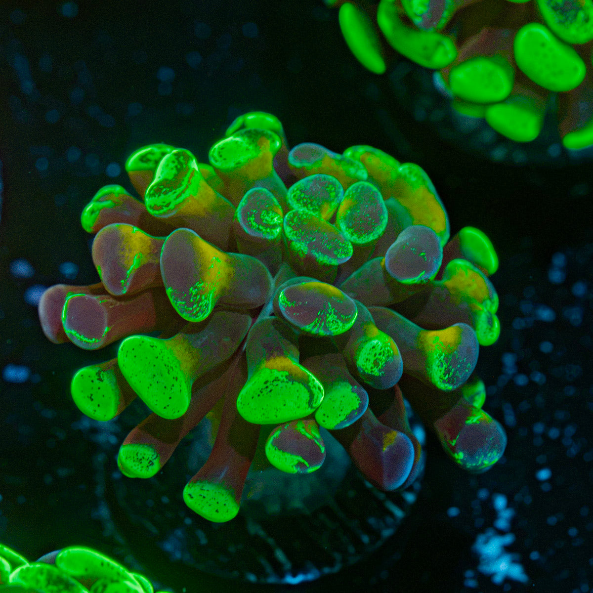 Sick & Twisted Hammer Coral with branching fleshy heads in reef aquarium