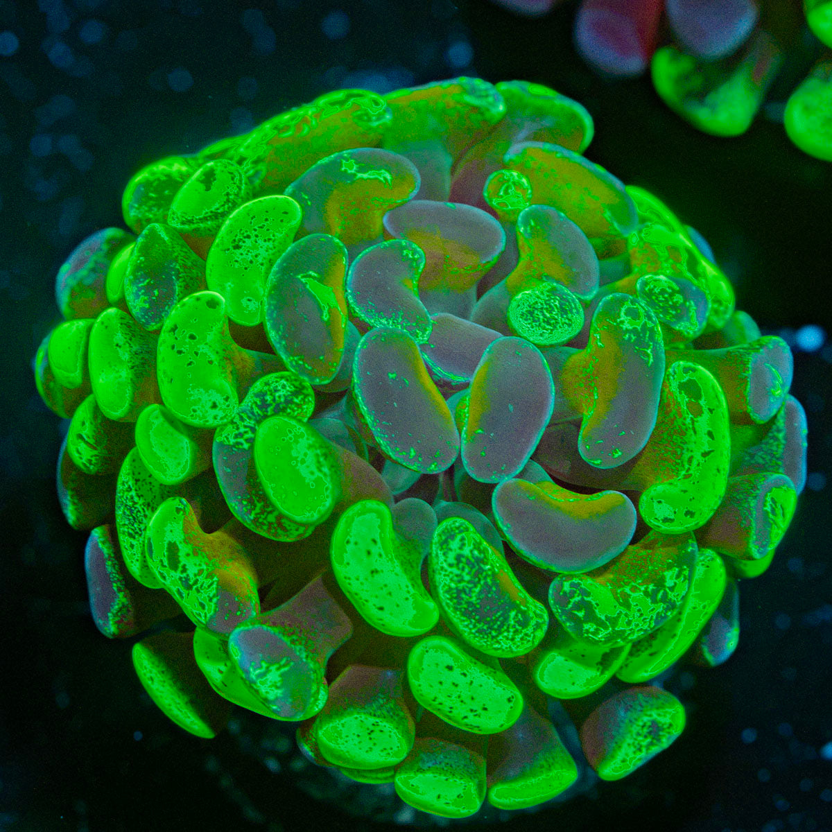 Sick & Twisted Hammer Coral with branching fleshy heads in reef aquarium