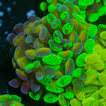 Sick & Twisted Hammer Coral with branching fleshy heads in reef aquarium