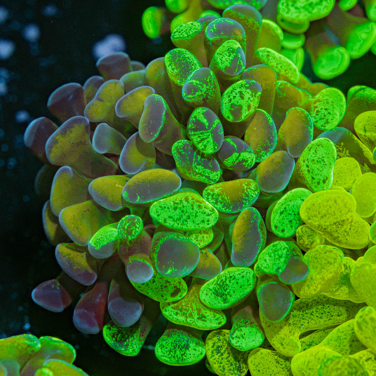 Sick & Twisted Hammer Coral with branching fleshy heads in reef aquarium