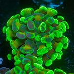 Sick & Twisted Hammer Coral with branching fleshy heads in reef aquarium