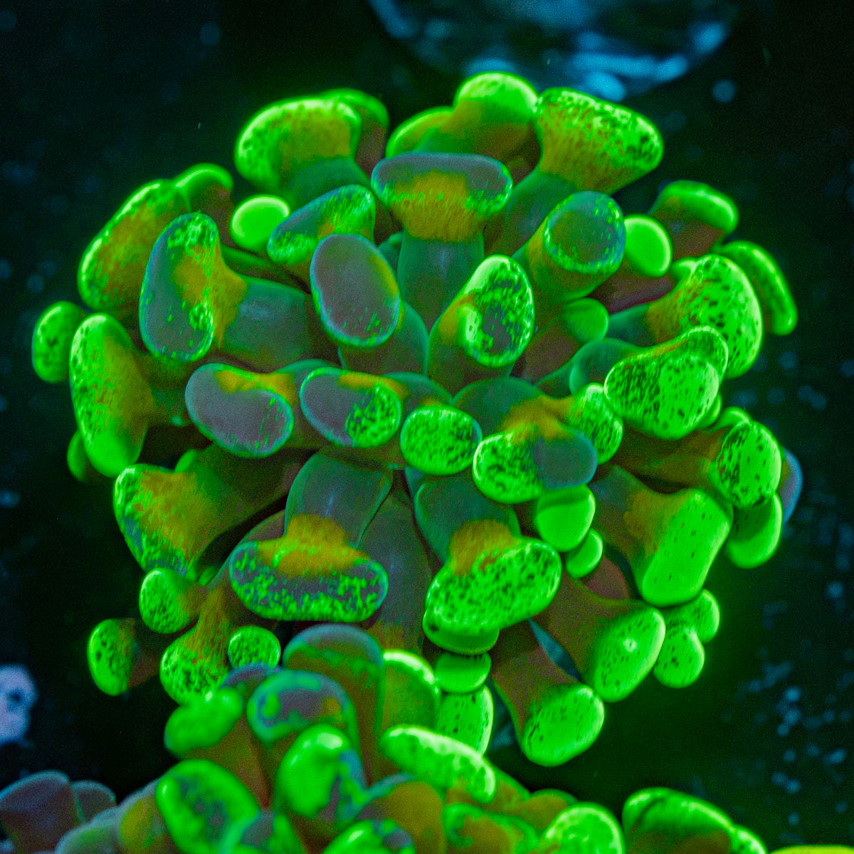 Sick & Twisted Hammer Coral with branching fleshy heads in reef aquarium