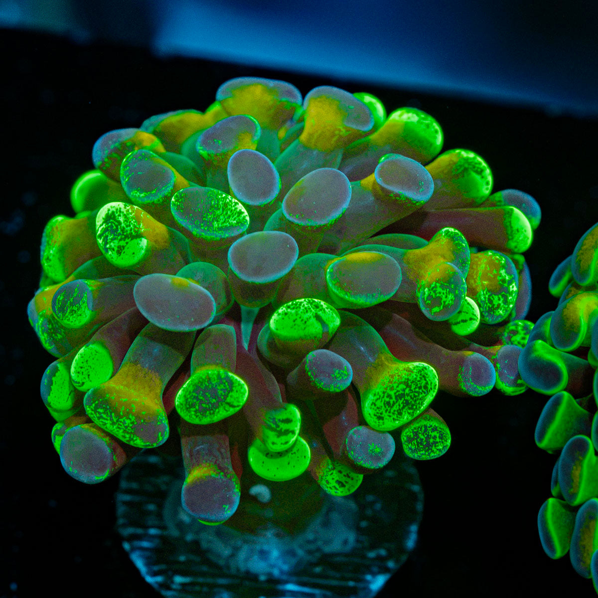 Sick & Twisted Hammer Coral with branching fleshy heads in reef aquarium