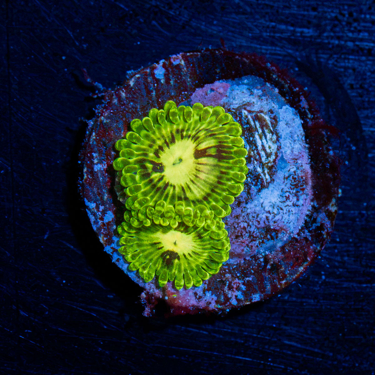 Emerald Muals Zoanthid Coral with colony growth in reef aquarium