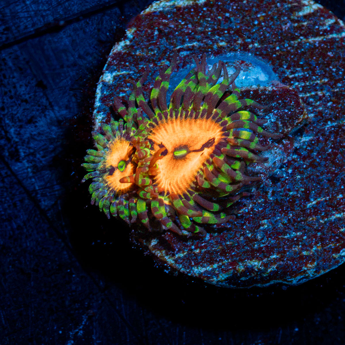 Pharania Plants Zoanthid Coral colony growth in reef aquarium