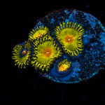 Golden Gods Zoanthid Coral with colony growth in reef aquarium