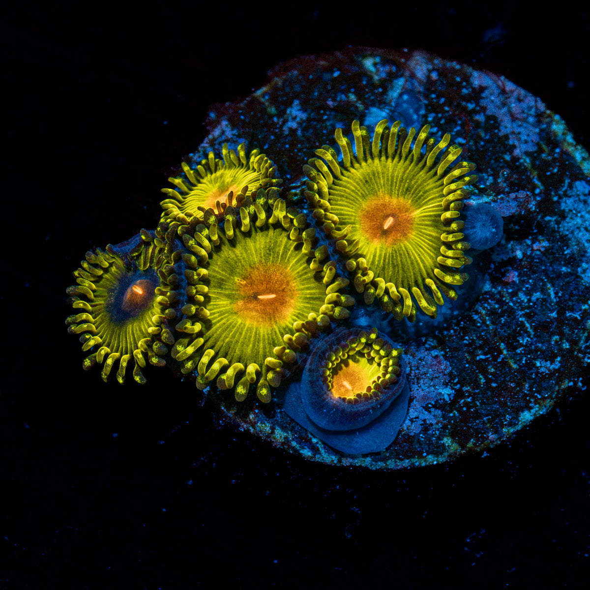 Golden Gods Zoanthid Coral with colony growth in reef aquarium