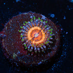 Valkyries Zoanthid Coral with colony growth in reef aquarium