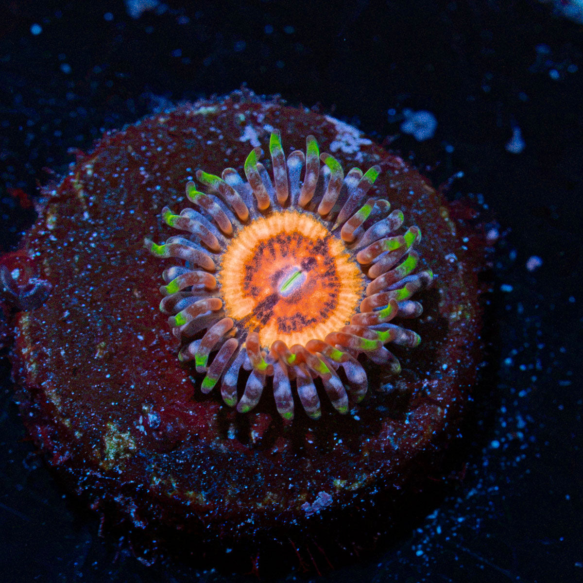 Valkyries Zoanthid Coral with colony growth in reef aquarium