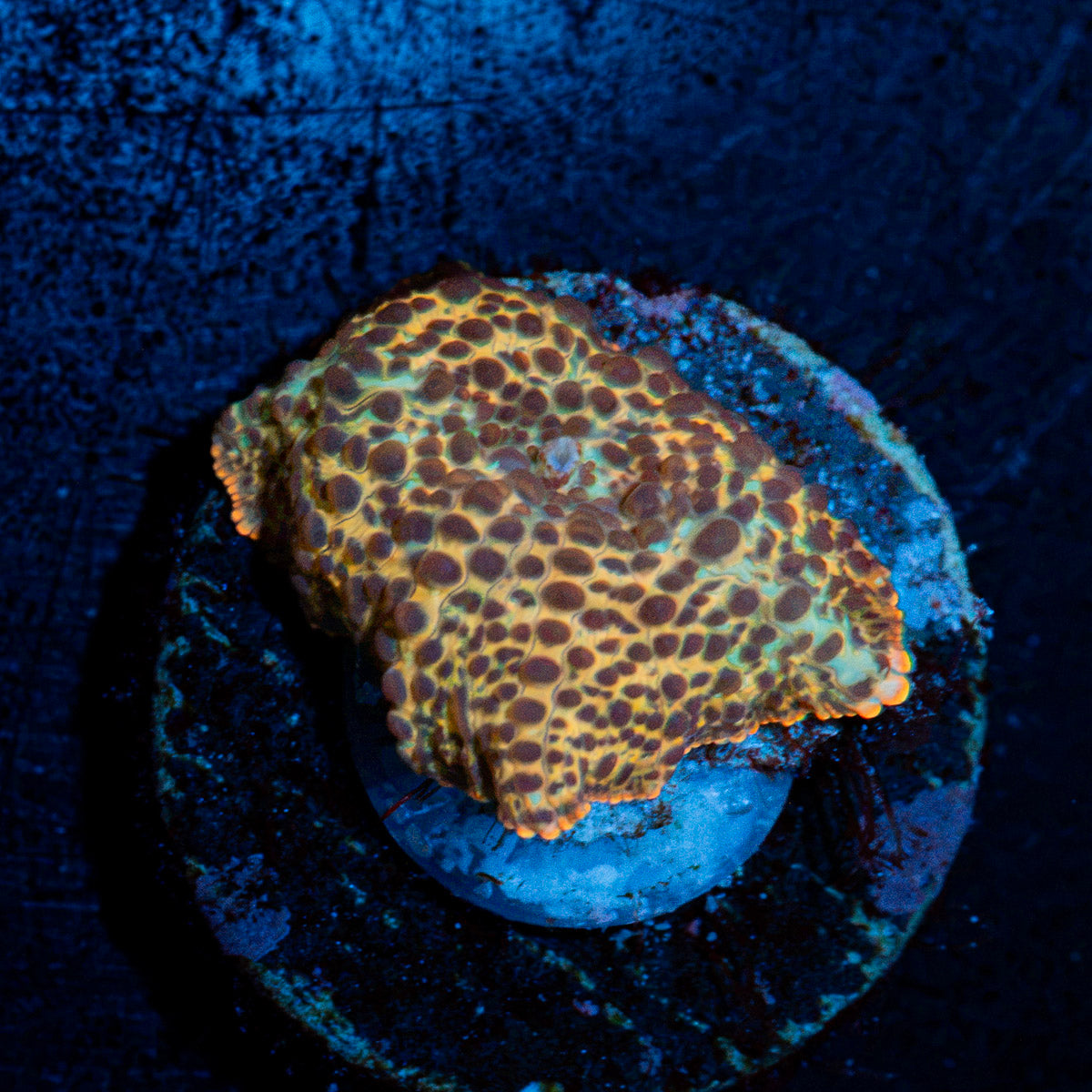 Leopard Print Mushroom Coral with distinct mushroom disc in reef aquarium