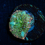 Green Interstellar Mushroom Coral with a textured mushroom disc in reef aquarium