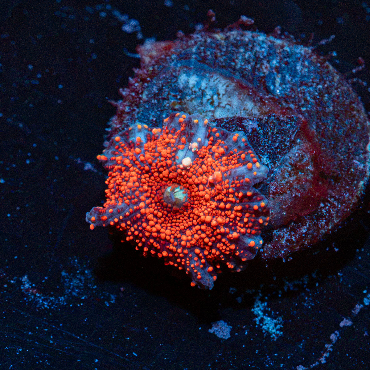 New York Cheesecake Mushroom Coral with mushroom disc in reef aquarium
