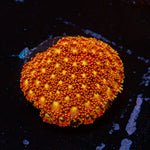 Reese Pieces Micro goniopora coral with flower-like polyps in reef aquarium
