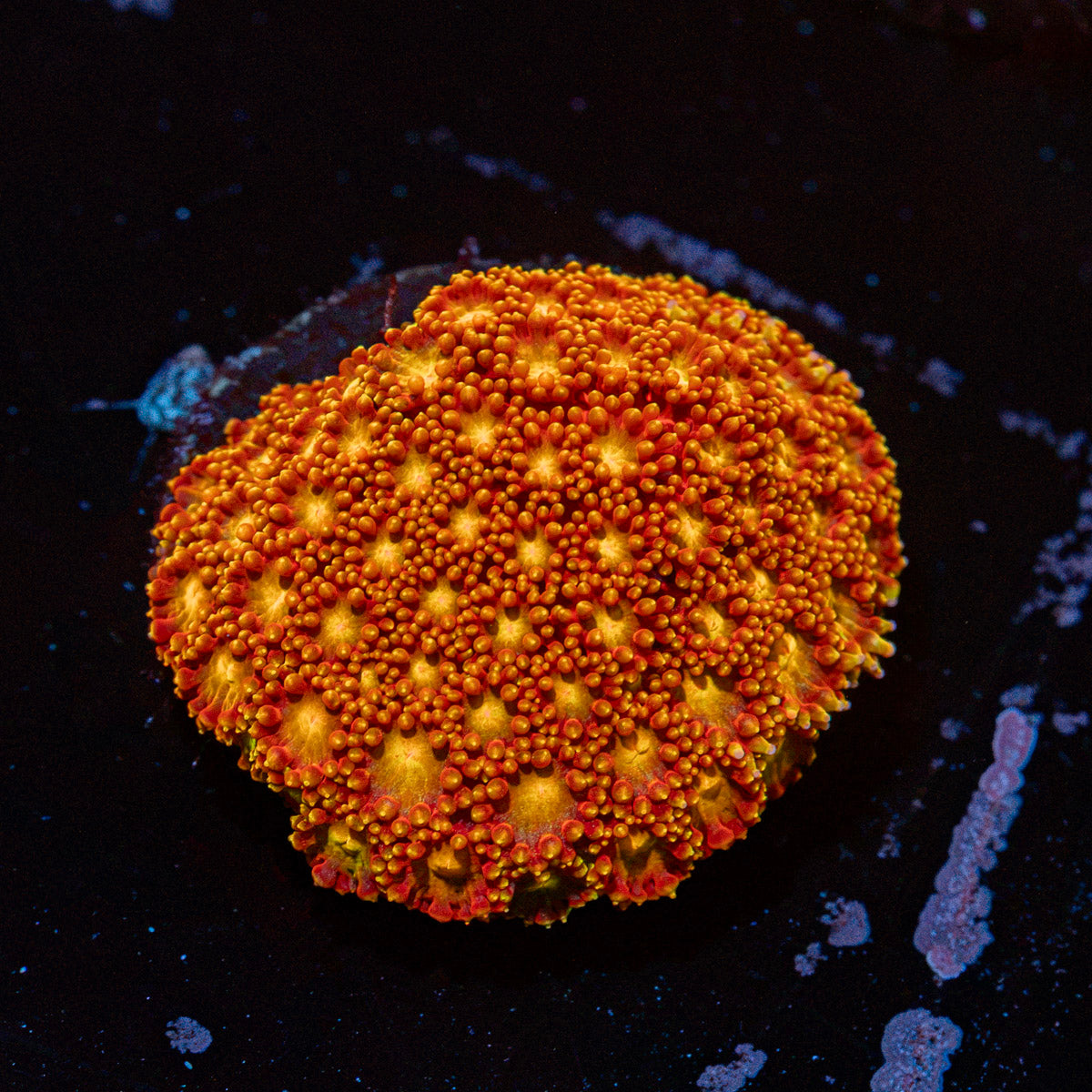 Reese Pieces Micro goniopora coral with flower-like polyps in reef aquarium