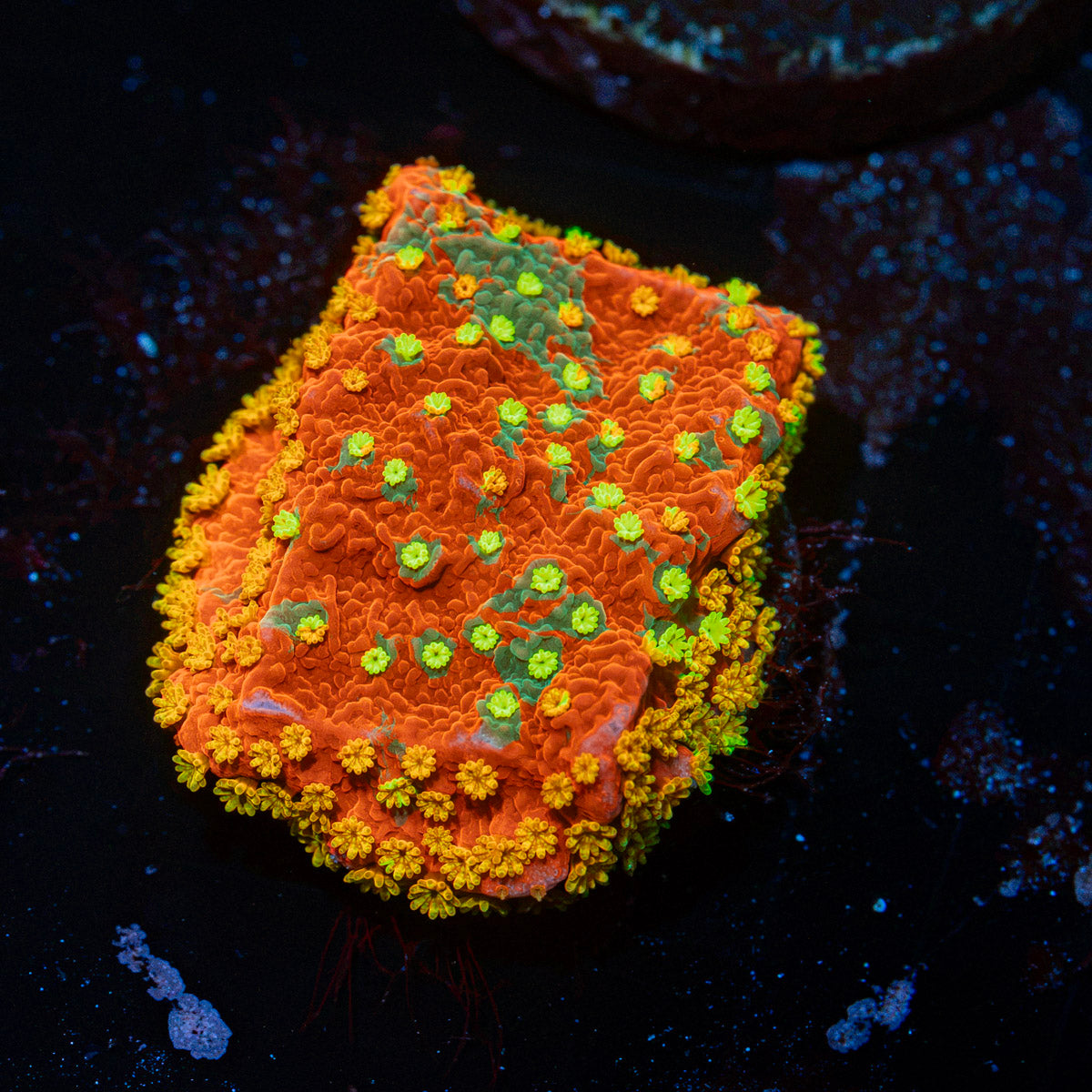 WWC Sunfire Montipora Coral with branching growth in reef aquarium
