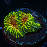 Green Ricordea Mushroom Coral with mushroom disc in reef aquarium
