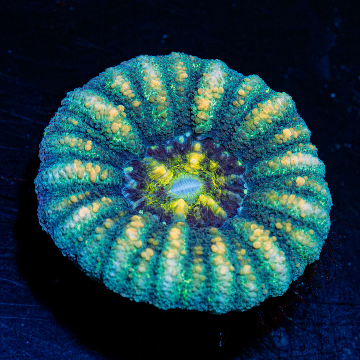 Button Scoly Coral with fleshy open polyp in reef aquarium