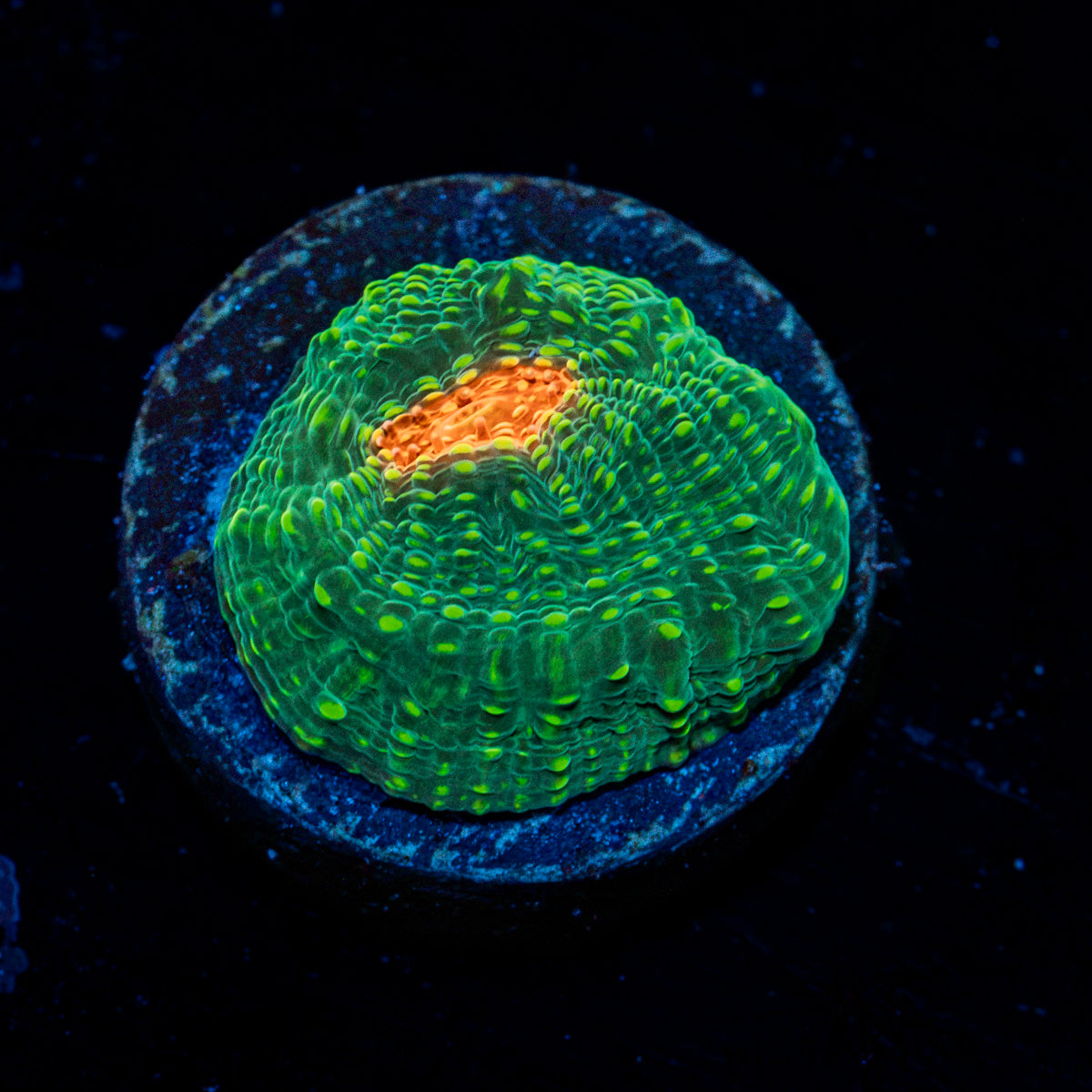 Mummy Eye Chalice Coral with encrusting growth in reef aquarium