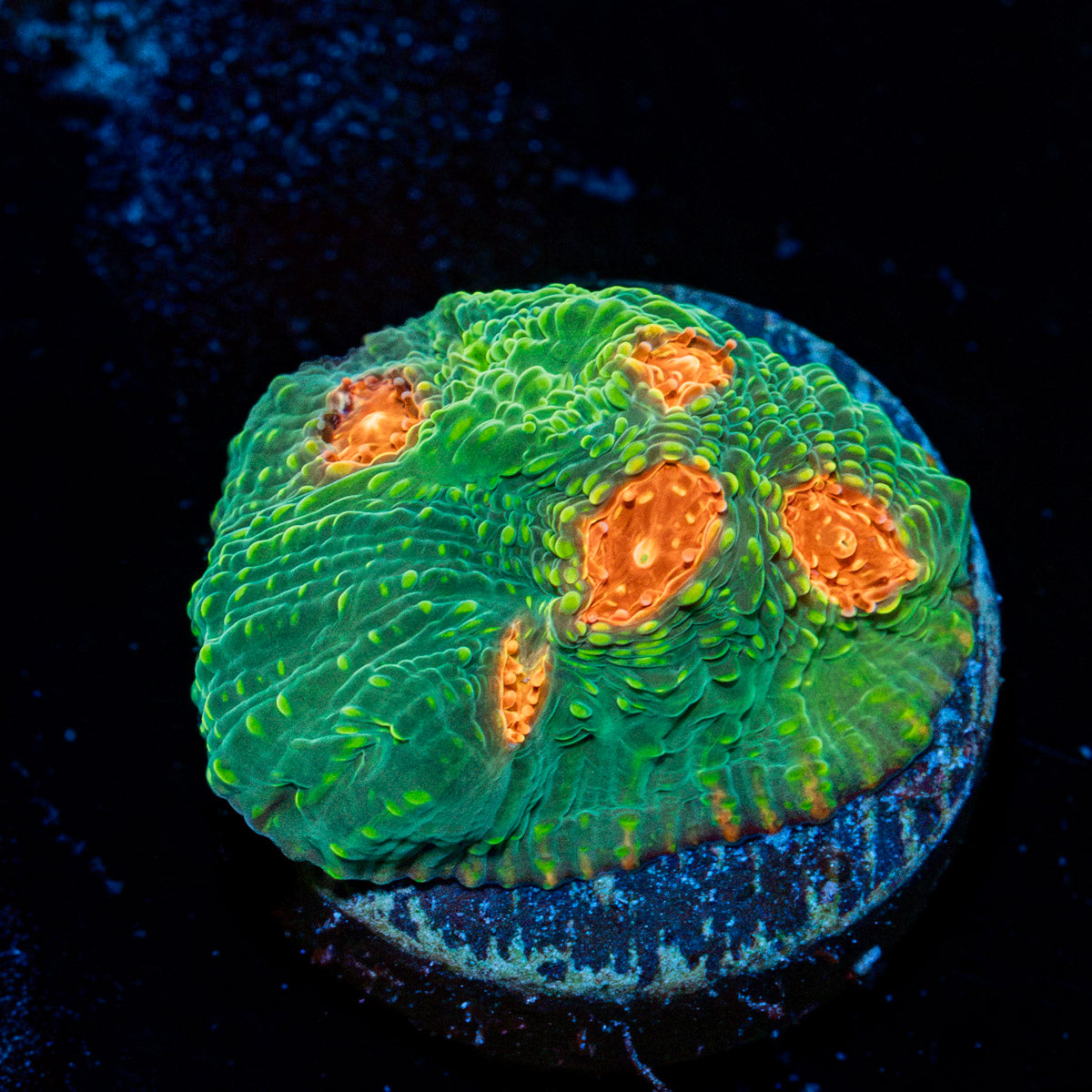 Mummy Eye Chalice Coral with encrusting growth in reef aquarium