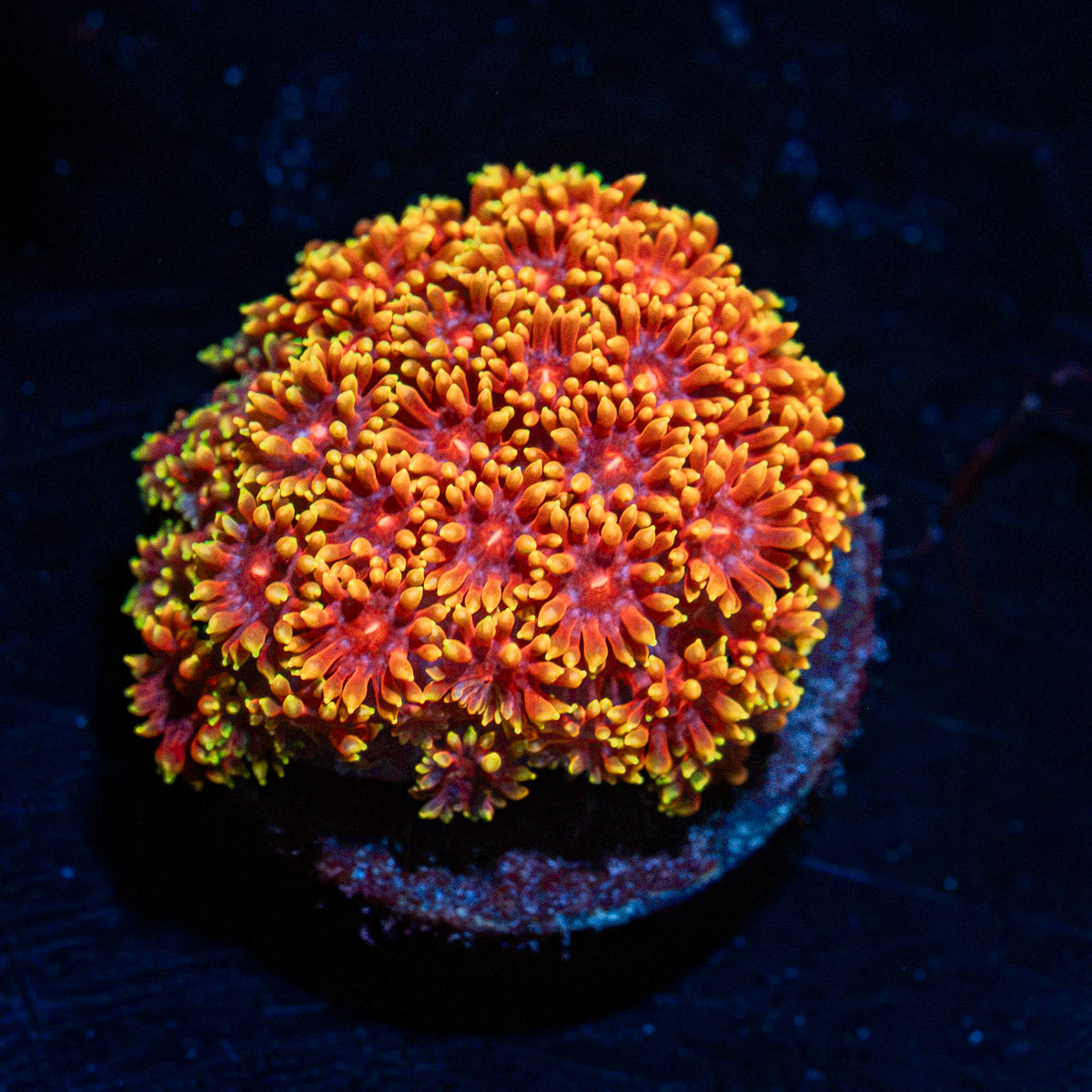 Rainbow Micro Goniopora Coral with flower-like polyps in reef aquarium