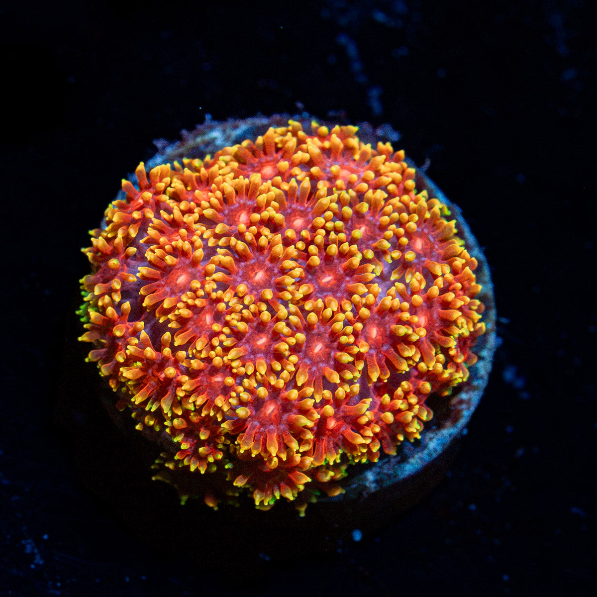 Rainbow Micro Goniopora Coral with flower-like polyps in reef aquarium