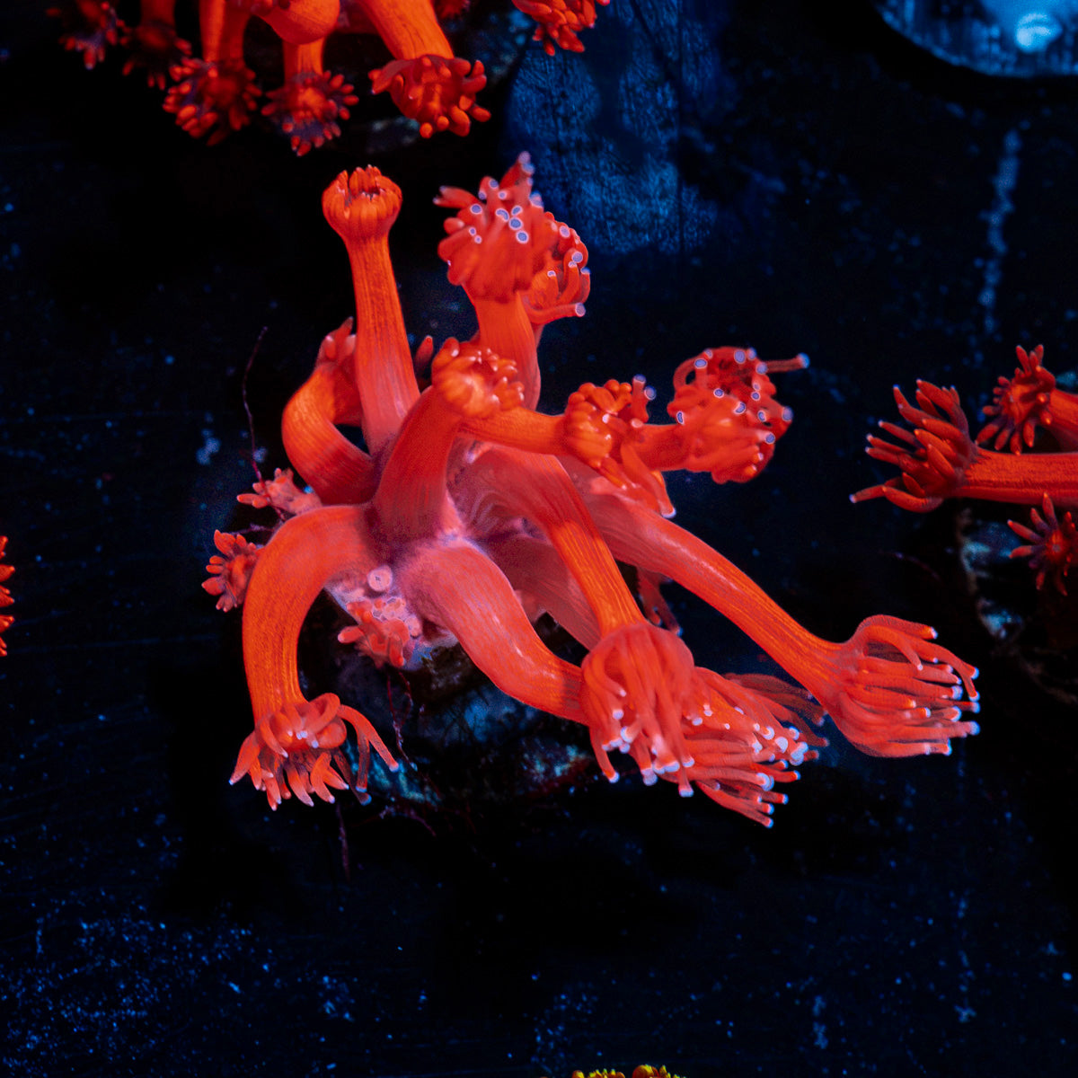 Red Bull Goniopora Coral with flower-like polyps in reef aquarium