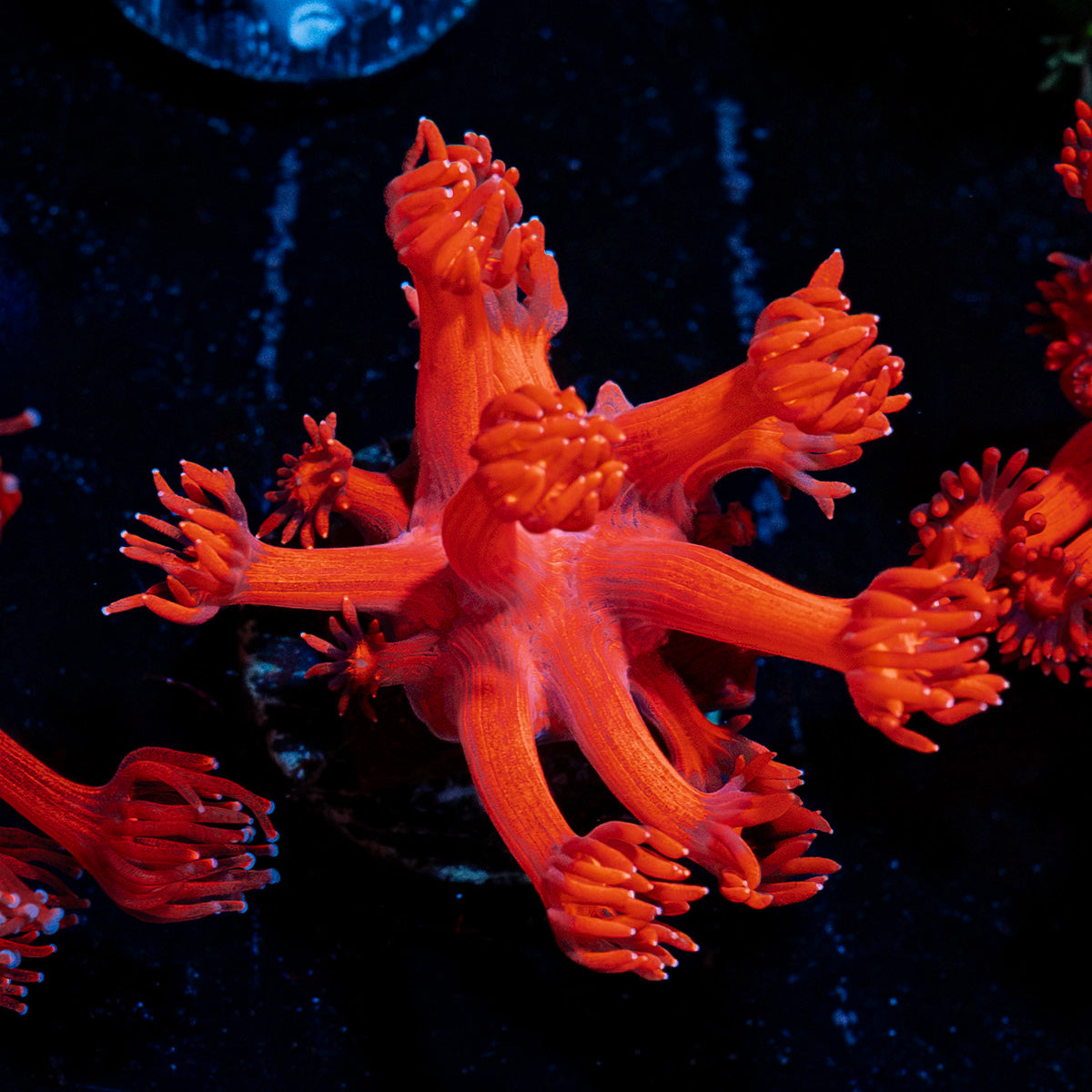 Red Bull Goniopora Coral with flower-like polyps in reef aquarium