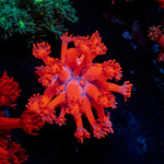 Red Bull Goniopora Coral with flower-like polyps in reef aquarium