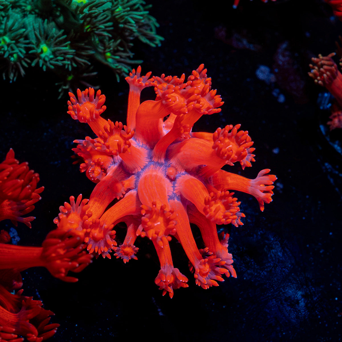 Red Bull Goniopora Coral with flower-like polyps in reef aquarium