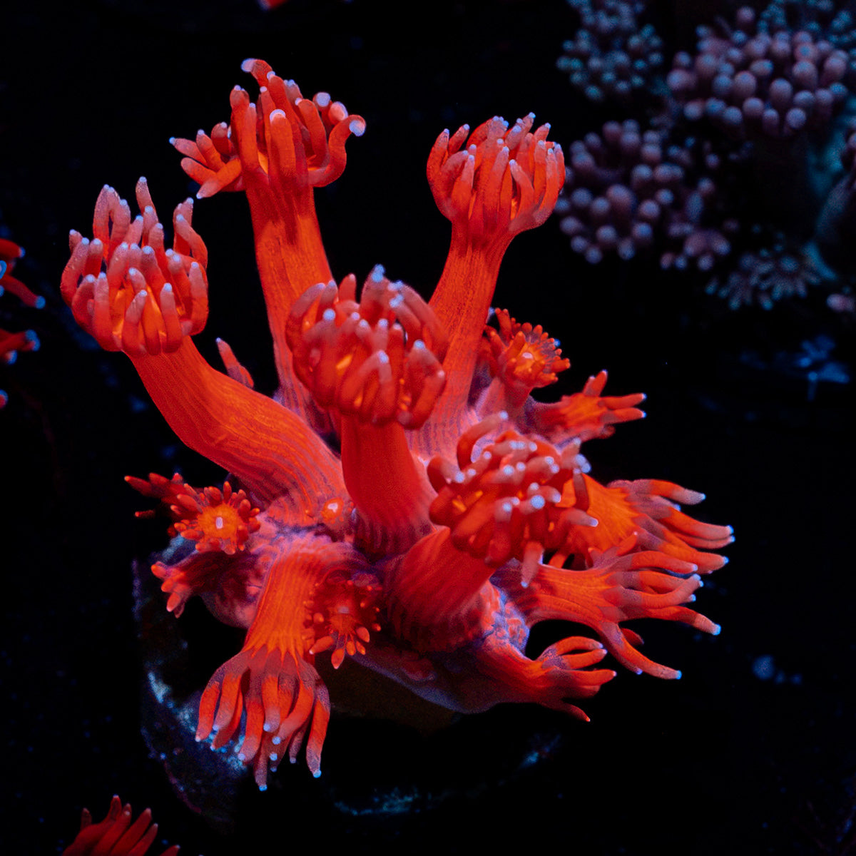 Red Bull Goniopora Coral with flower-like polyps in reef aquarium