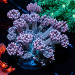 Purple Haze Goniopora Coral with flower-like polyps in reef aquarium