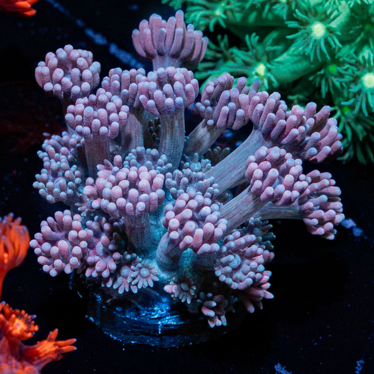 Purple Haze Goniopora Coral with flower-like polyps in reef aquarium