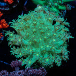 Toxic Goniopora Coral with flower-like polyps in reef aquarium