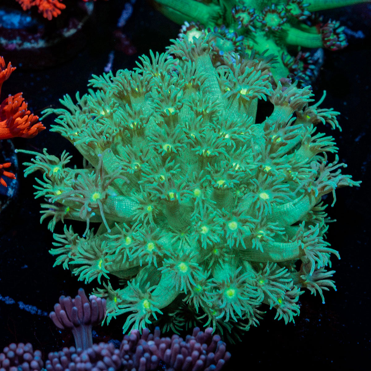 Toxic Goniopora Coral with flower-like polyps in reef aquarium