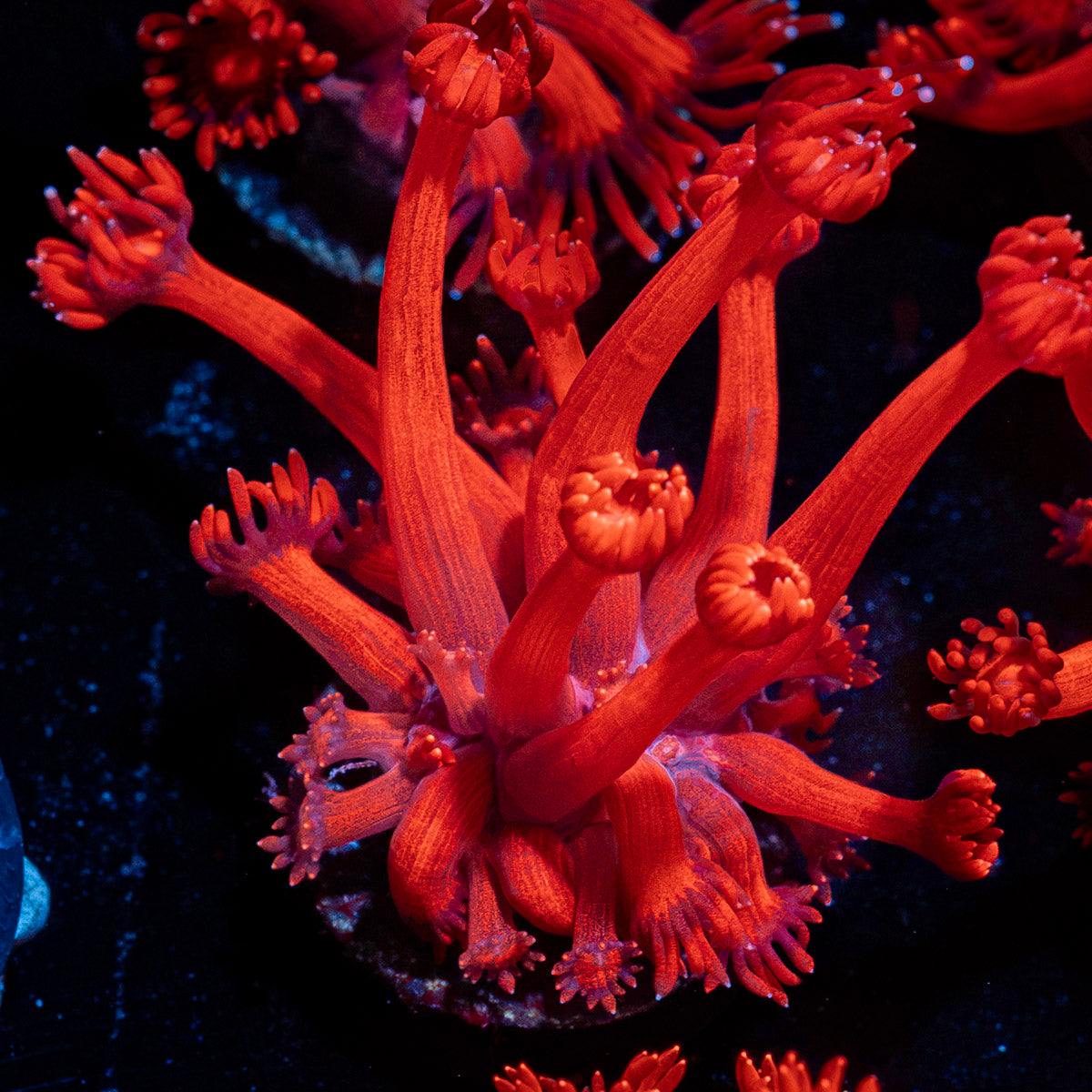 Red Bull Goniopora Coral with flower-like polyps in reef aquarium