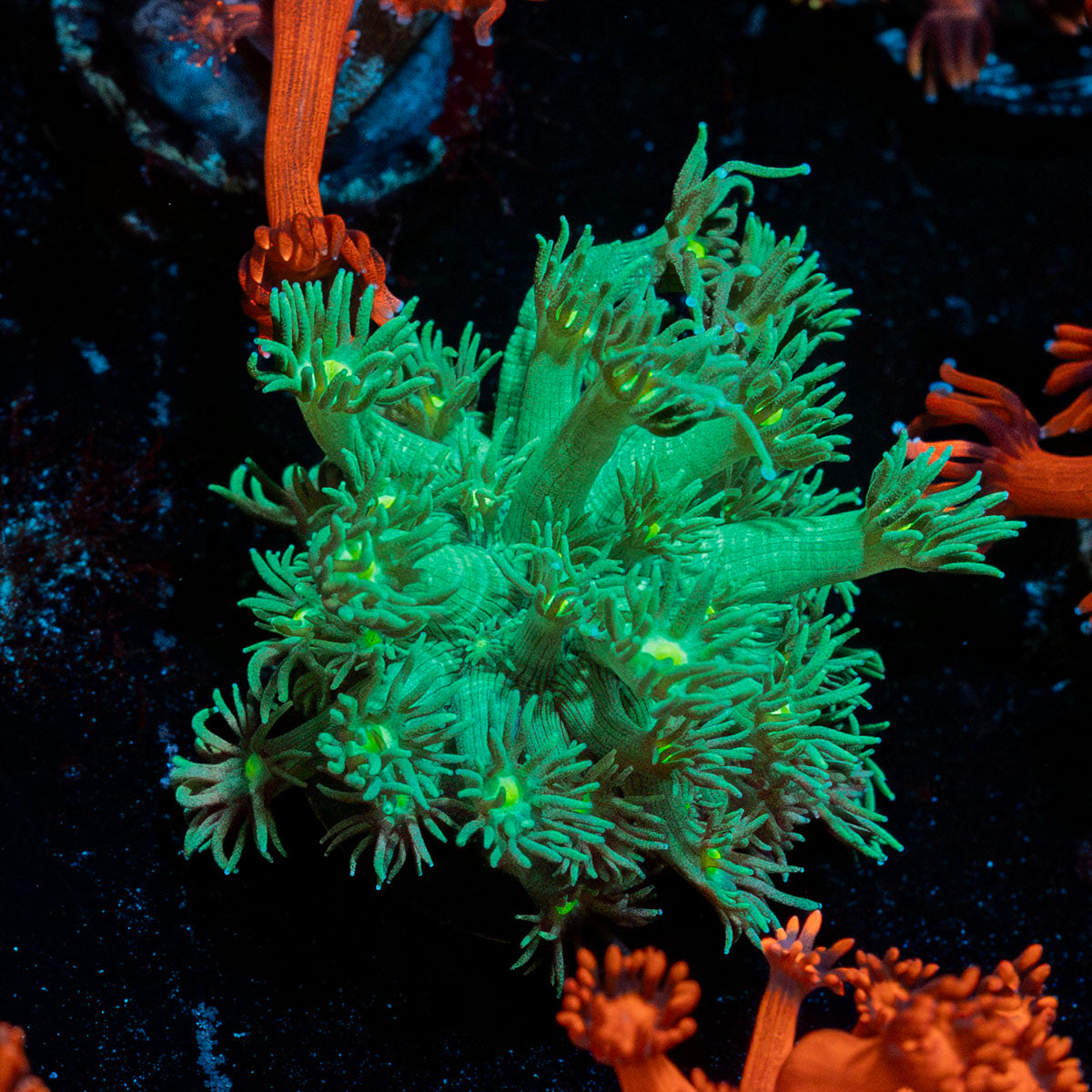 Toxic Goniopora Coral with flower-like polyps in reef aquarium