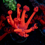 Red Bull Goniopora Coral with flower-like polyps in reef aquarium