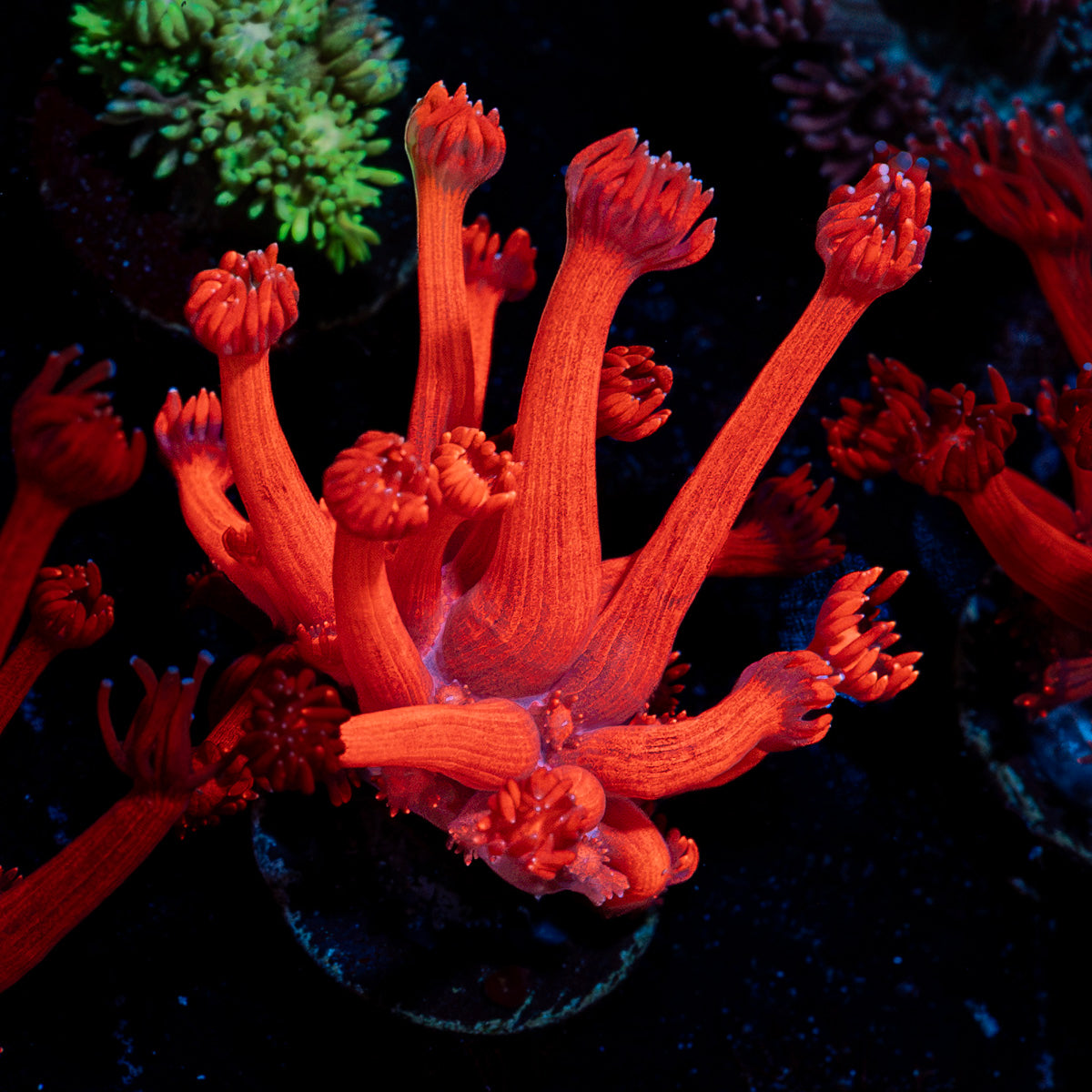 Red Bull Goniopora Coral with flower-like polyps in reef aquarium